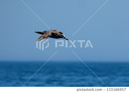 北海道落石根室海岸飛翔的黑腳信天翁(Phoebastria nigripes) 北海道落石根室海岸飛翔的黑腳信天翁(Phoebastria nigripes) 133166957
