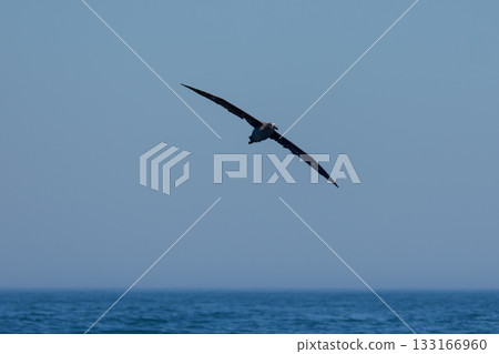 北海道落石根室海岸飛翔的黑腳信天翁(Phoebastria nigripes) 北海道落石根室海岸飛翔的黑腳信天翁(Phoebastria nigripes) 133166960