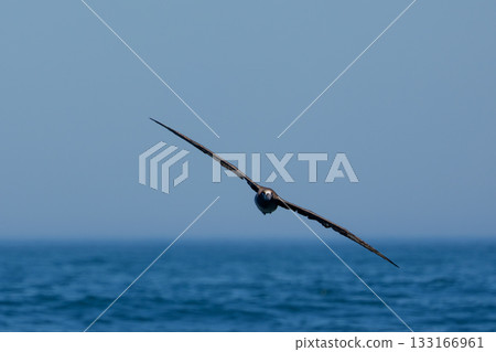 A black-footed albatross (Phoebastria nigripes) flying off the coast of Nemuro Ochiishi, Hokkaido 133166961