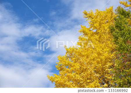 Ginkgo tree, blue sky, autumn leaves, autumn, November, material [Kanagawa Prefecture] 133166992