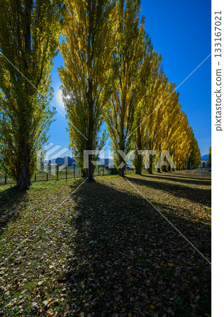 北海道大學平成楊樹的黃葉_6024 北海道大學平成楊樹的黃葉_6024 133167021