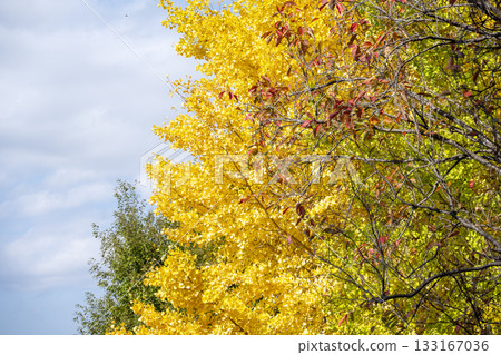 Ginkgo tree, blue sky, autumn leaves, autumn, November, material [Kanagawa Prefecture] 133167036