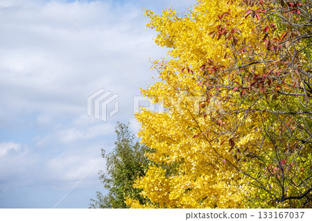 Ginkgo tree, blue sky, autumn leaves, autumn, November, material [Kanagawa Prefecture] 133167037