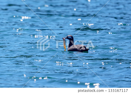 一隻眼鏡海鳩（Cepphus carbo）嘴裡叼著一條魚，攝於北海道根室落石海岸。 133167117