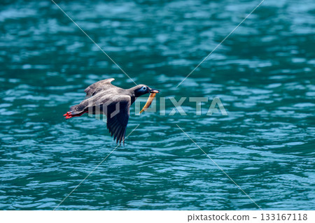 一隻眼鏡海鳩(Cepphus carbo)嘴裡叼著一條魚,攝於北海道根室落石海岸。 一隻眼鏡海鳩(Cepphus carbo)嘴裡叼著一條魚,攝於北海道根室落石海岸。 133167118