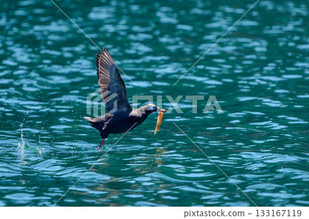 一隻眼鏡海鳩（Cepphus carbo）嘴裡叼著一條魚，攝於北海道根室落石海岸。 133167119