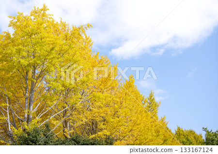 Ginkgo tree, blue sky, autumn leaves, autumn, November, material [Kanagawa Prefecture] 133167124