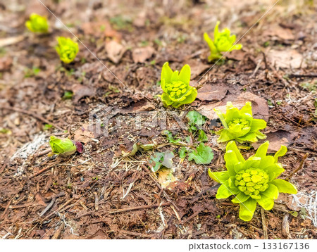 Early Spring Earth - Butterbur Early Spring Earth - Butterbur 133167136