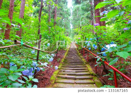 Hydrangeas in full bloom, Ideshio Monjudo, Yamagata City Hydrangeas in full bloom, Ideshio Monjudo, Yamagata City 133167165