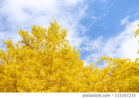 Ginkgo tree, blue sky, autumn leaves, autumn, November, material [Kanagawa Prefecture] 133167235