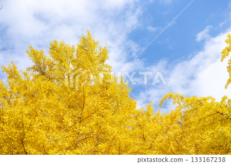 銀杏樹、藍天、秋葉、秋季、十一月、素材 [神奈川縣] 133167238