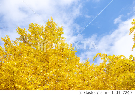 銀杏樹、藍天、秋葉、秋季、十一月、素材 [神奈川縣] 133167240