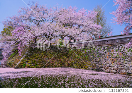 [Suwa Takashima Castle] Cherry blossoms and flower rafts in the moat [Suwa City] 133167291