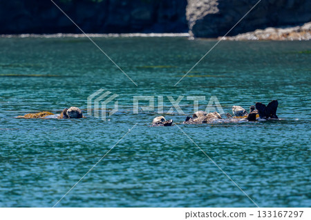 在北海道根室市落石海岸附近發現一隻野生海獺(Enhydra lutris)。 在北海道根室市落石海岸附近發現一隻野生海獺(Enhydra lutris)。 133167297
