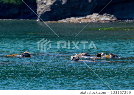 A wild sea otter (Enhydra lutris) observed off the coast of Ochiishi, Nemuro, Hokkaido A wild sea otter (Enhydra lutris) observed off the coast of Ochiishi, Nemuro, Hokkaido 133167299