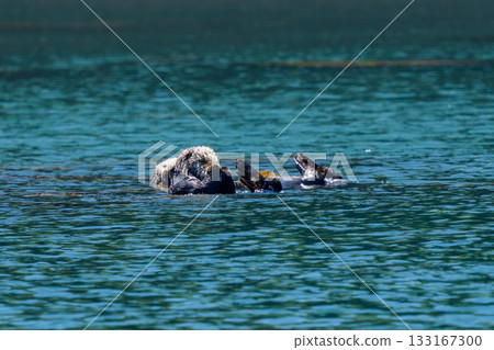 在北海道根室市落石海岸附近發現一隻野生海獺（Enhydra lutris）。 133167300