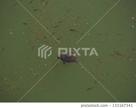烏龜在池塘里漂浮 133167341