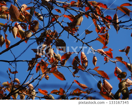 Worm-eating leaves Worm-eating leaves 133167345