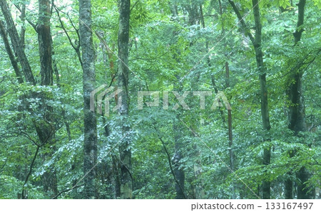 Kirara Forest Danto Kirara Forest Danto 133167497