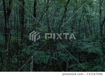 Kirara Forest Danto 133167498