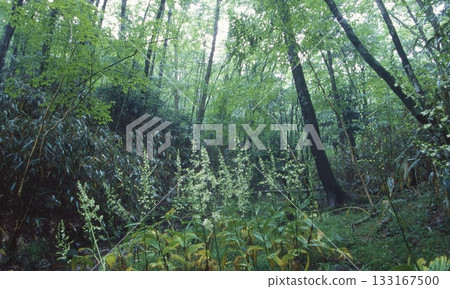 基拉拉森林丹托 133167500