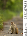 Rhesus macaque or Macaca monkey closeup or portrait blocking forest road or track at chuka ecotourism safari at pilibhit national park terai forest tiger reserve uttar pradesh india asia 133167683