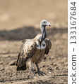 Indian vulture or long billed vulture or Gyps indicus extreme closeup or portrait during wild safari at Ranthambore national park forest tiger reserve rajasthan india 133167684