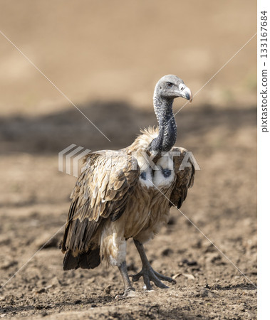 Indian vulture or long billed vulture or Gyps indicus extreme closeup or portrait during wild safari at Ranthambore national park forest tiger reserve rajasthan india 133167684
