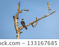 Jacobin cuckoo or pied cuckoo or the pied crested cuckoo or Clamator jacobinus bird in natural blue sky background perched on dead tree trunk branch at keoladeo national park bharatpur rajasthan india 133167685