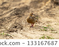 grey francolin or grey partridge or Francolinus pondicerianus closeup or portrait on a jungle track or road walking head on in safari at keoladeo national park bharatpur bird sanctuary rajasthan india 133167687