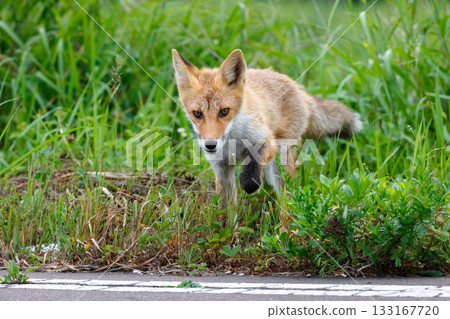 北海道草叢中的赤狐（Vulpes vulpes schrencki） 133167720