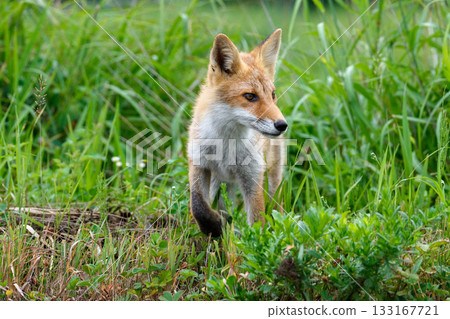北海道草叢中的赤狐（Vulpes vulpes schrencki） 133167721