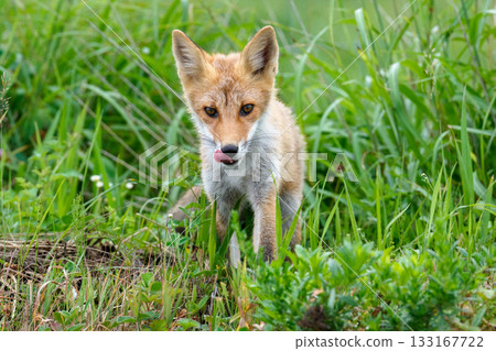 北海道草叢中的赤狐（Vulpes vulpes schrencki） 133167722