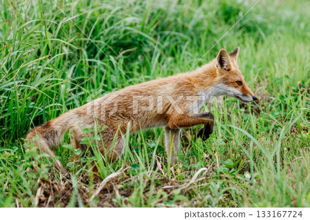 北海道草叢中的赤狐（Vulpes vulpes schrencki） 133167724