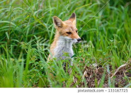 北海道草叢中的赤狐(Vulpes vulpes schrencki) 北海道草叢中的赤狐(Vulpes vulpes schrencki) 133167725