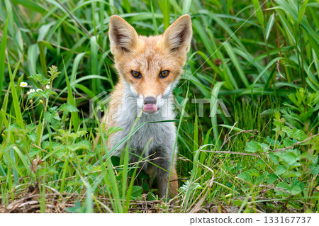 北海道草叢中的赤狐(Vulpes vulpes schrencki) 北海道草叢中的赤狐(Vulpes vulpes schrencki) 133167737
