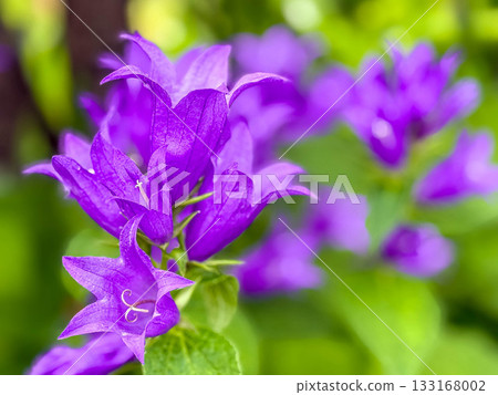 初夏色彩－紫色時光 133168002