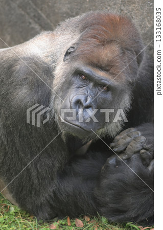 大猩猩笑著問我是否想跟我掰手腕。 133168035