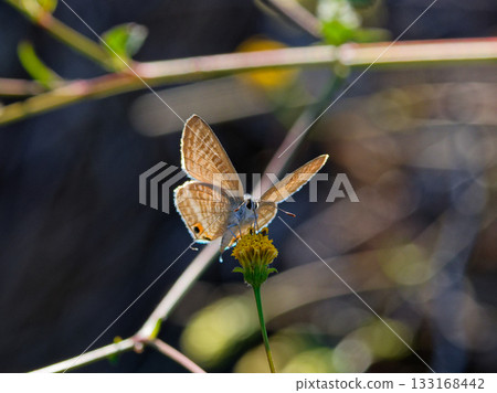 Uranami freshwater sucking nectar from flowers♀ 133168442