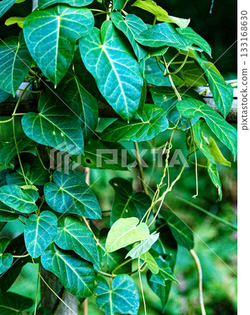 Apocynaceae Asclepiad leaves 133168630