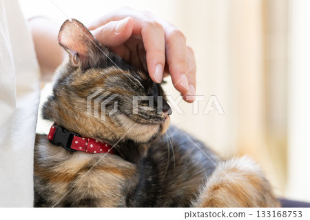 薩比貓 薩比貓 133168753