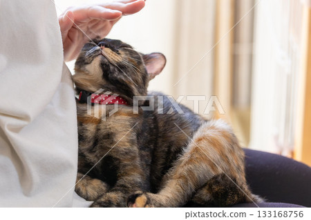 Sabi cat Sabi cat 133168756