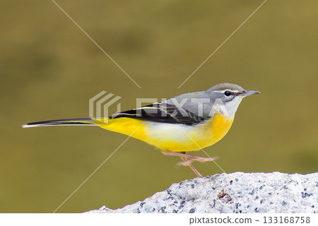 灰鶺鴒沿著河邊漫步 133168758