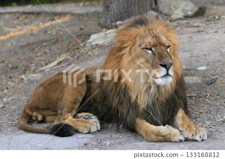 lion 133168812