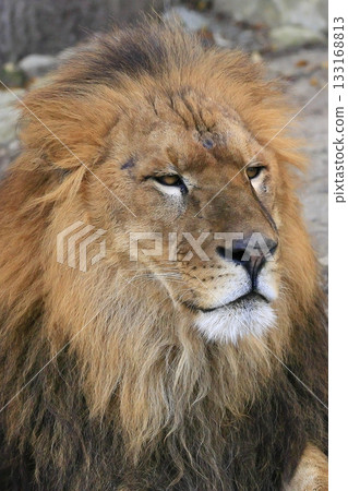 獅子 133168813