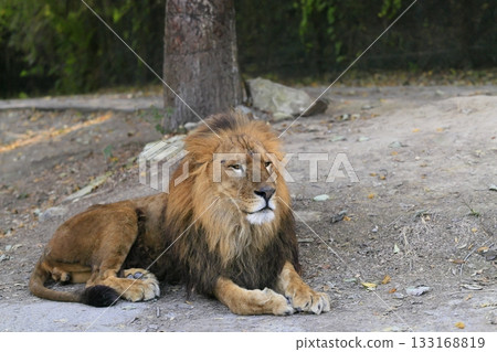 lion 133168819