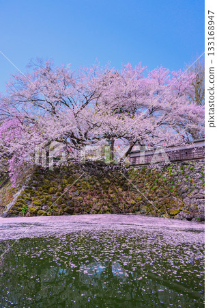 【諏訪高島城】護城河中的櫻花與花筏【詬訪市】 【諏訪高島城】護城河中的櫻花與花筏【詬訪市】 133168947