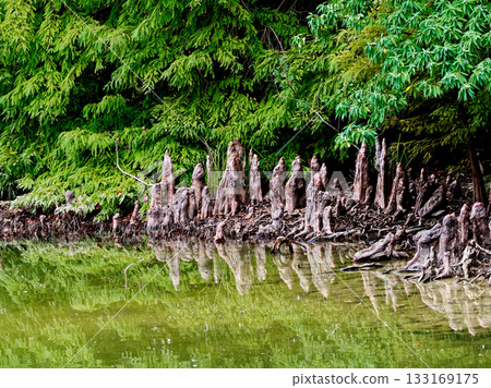 A view of Iwamoto Pond, a reservoir in Aichi Prefecture Forest Park; aerial roots of bald cypress 133169175