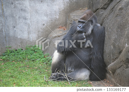 A bored gorilla rubbing his chin A bored gorilla rubbing his chin 133169177