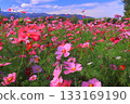 Mukogawa Riverbank, Higenowatashi Cosmos Garden (Tsunematsu, Amagasaki City) 133169190
